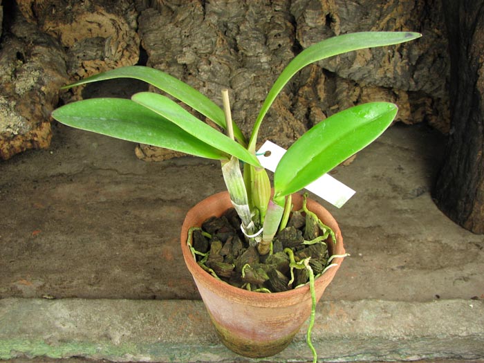 Cattleya bowringiana semi alba suave 'Tower Grove' x Cattleya labiata alba 'Nuvem Branca'.jpg