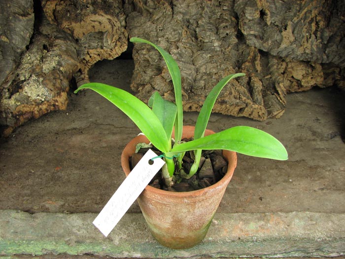Cattleya bowringiana semi alba suave 'Tower Grove' x Cattleya labiata semi alba 'Gulliver'.jpg