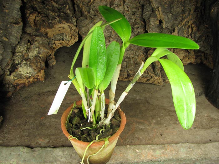 Cattleya bowringiana 'Da Estelinha de Novaes' x Cattleya labiata integra orlata 'Zas-1'.jpg