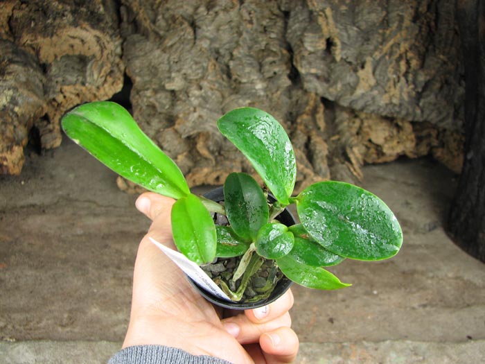 Cattleya Brabantiae 'Banderantes'.jpg