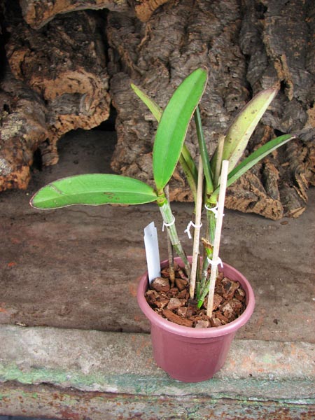 Cattleya Cantagalo (Pedra da Gavea x Kerchoveana).jpg