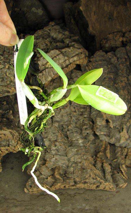 Cattleya dolosa var alba.jpg