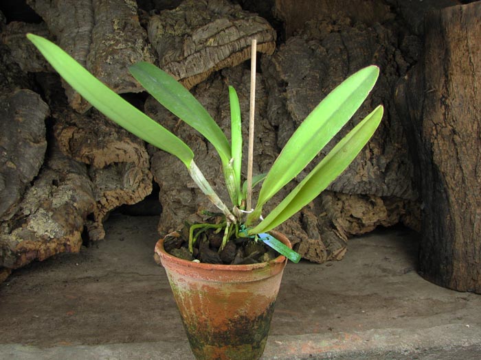 Cattleya Dominiana.jpg