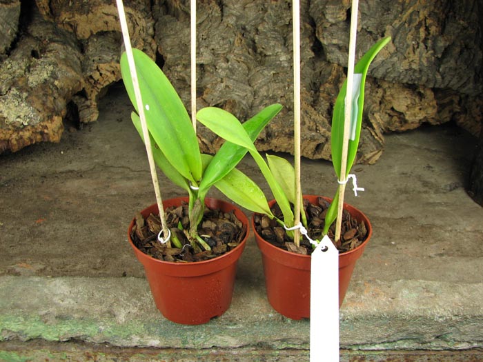 Cattleya dowiana rosea x self.jpg