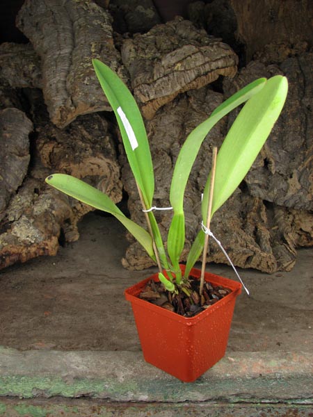 Cattleya dowiana x SELF.jpg