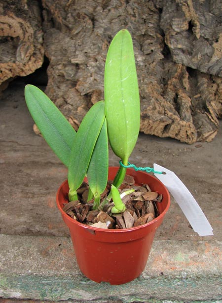 Cattleya eldorado alba 'Virginalis' x Cattleya eldorado 'Gigante Azul'.jpg