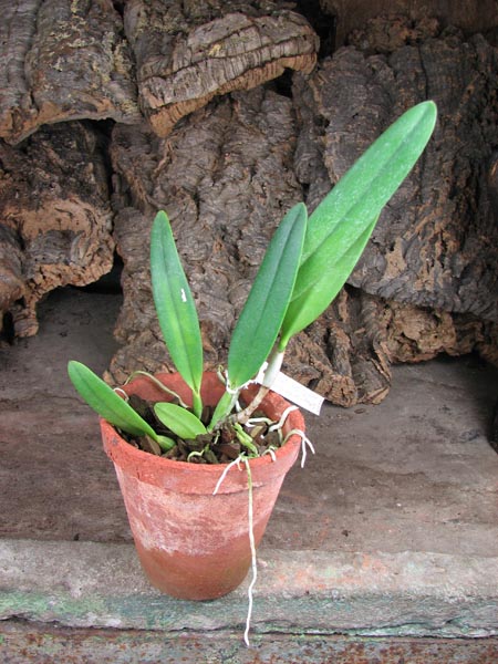 Cattleya eldorado concolor punctata 'Bela' x SELF.jpg