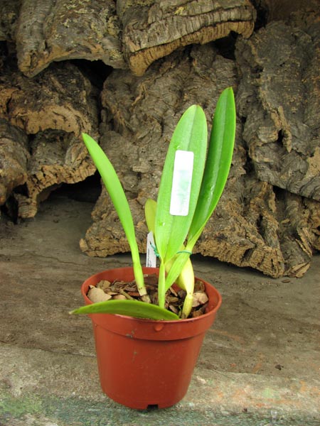 Cattleya eldorado integra-orlata 'Anavilhanas' x SELF.jpg