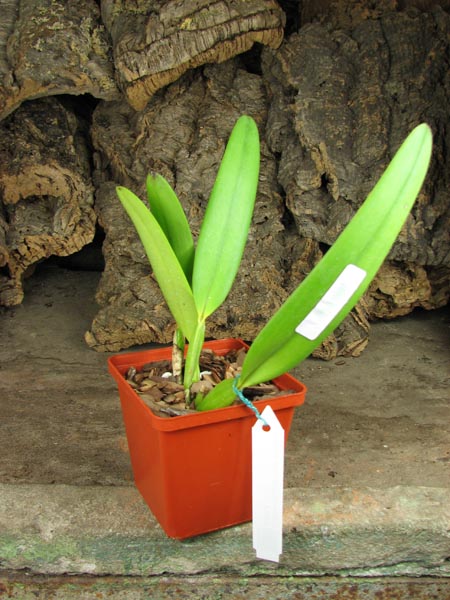 Cattleya eldorado semi alba 'Iracema' x SELF.jpg