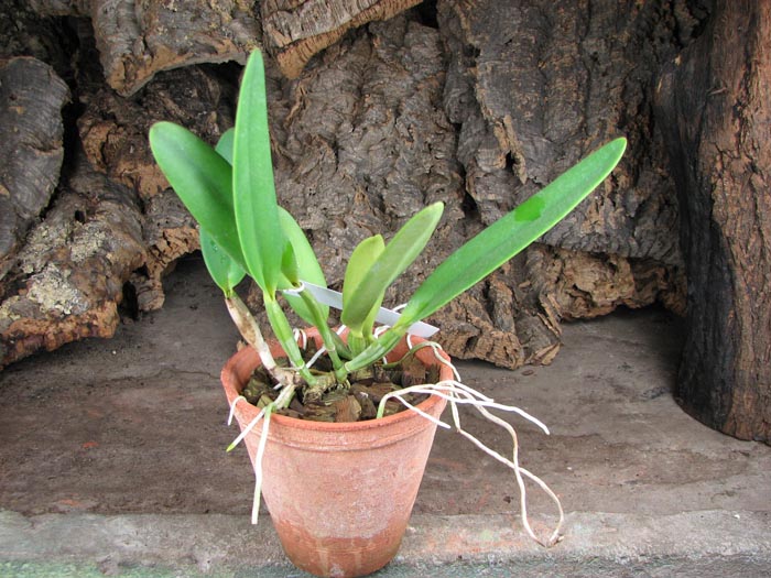 Cattleya eldorado tipo XXX x Cattleya eldorado rubra.jpg