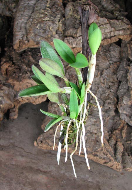 Cattleya elongata x Cattleya elongata.jpg