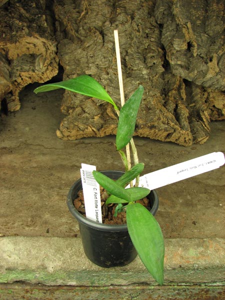 Cattleya Fort Motte 'Leopard'.JPG