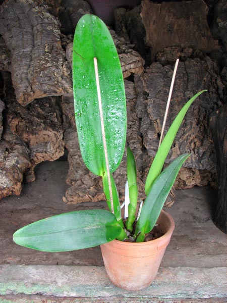 Cattleya gaskelliana (amoena x coerulea).jpg