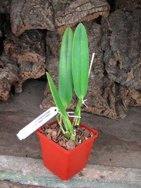 Cattleya eldorado magenta orlata pincelada 'Tapajó' x SELF.jpg
