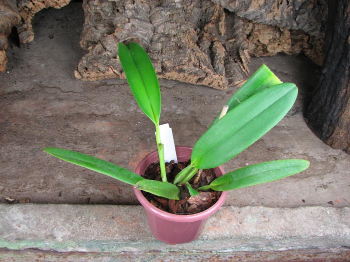 Cattleya gaskelliana (suavissima x rosea).jpg