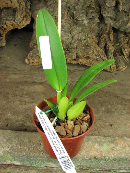 Cattleya gaskelliana coerulea 'Vista Linda' (Z-360) x Cattleya gaskelliana coerulea 'Boas Vista' (Z-360).JPG