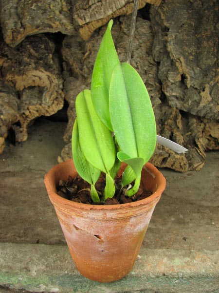Cattleya gaskelliana coerulea ('Aida' x 'Alexis') x SELF.jpg