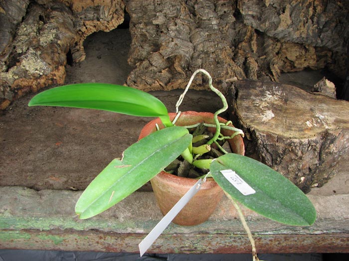 Cattleya gaskelliana coerulea (11-1) x Cattleya warneri coerulea 'Renata Dihel'.jpg