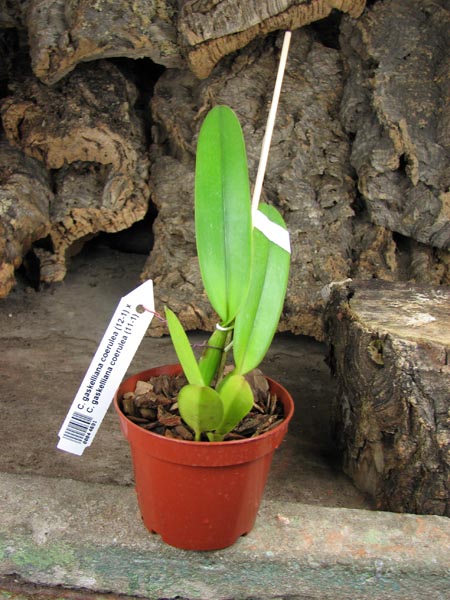 Cattleya gaskelliana coerulea (12-1) x Cattleya gaskelliana coerulea (11-1).jpg