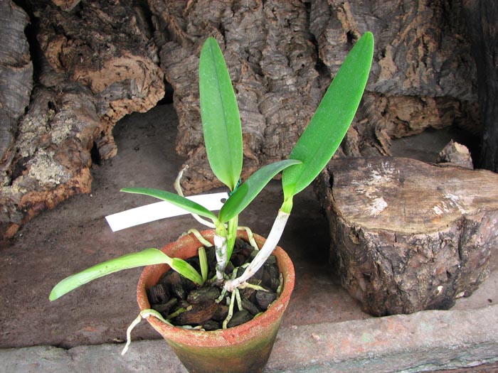 Cattleya gaskelliana coerulea 'Aida' (24-1) x Cattleya intermedia coerulea 'Olhos Azuis'.jpg