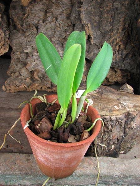 Cattleya gaskelliana 'Da Norma Dreher' x self.jpg