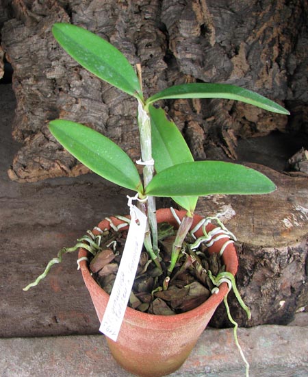 Cattleya granulosa 'Coliseu' x Cattleya granulosa 'Formosa'.jpg