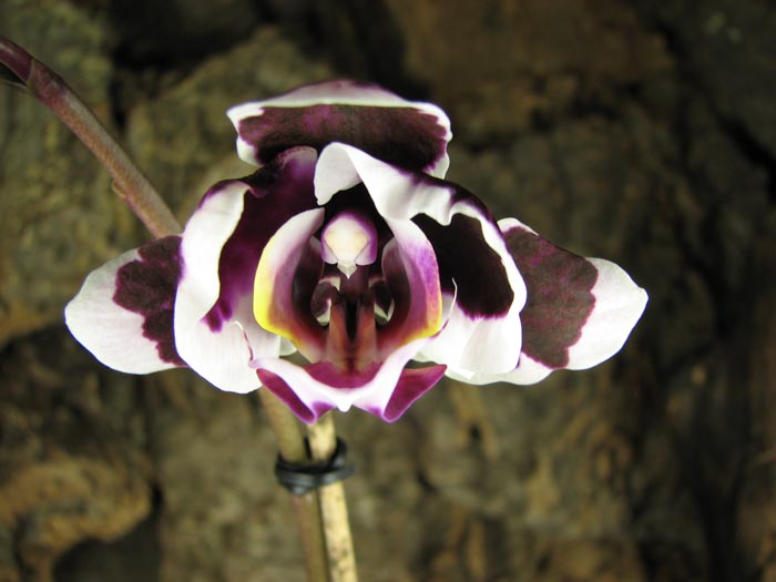 Doritaenopsis Chian Xen Pearl x Lianher Glory.jpg