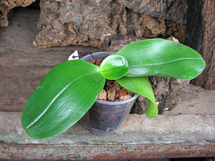 Phalaenopsis Mituo Sun 'Mituo #1' x Phalaenopsis Ld's Bear Queen.jpg