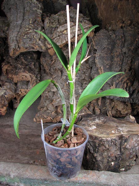 Cattleya Green Emerald 'Orchid Queen' (Cattleya Elizabeth Mahon x Cattleya Thospol Spot).jpg