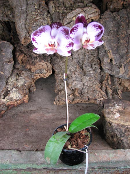 Doritaenopsis Taiwan Diamond '0-1'.jpg