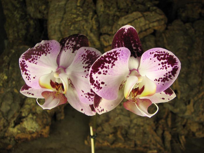 Doritaenopsis Taiwan Diamond '0-1'.jpg
