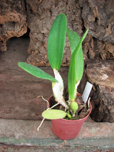 Laeliocattleya Gaskell - Pumila 'Azure Star'.jpg