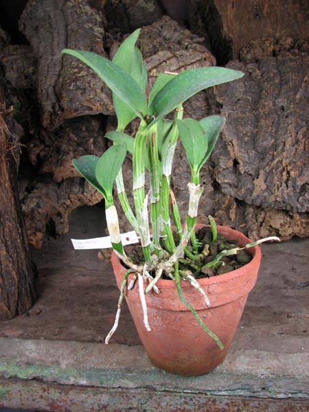 Cattleya Green Emerald 'Stack'.jpg
