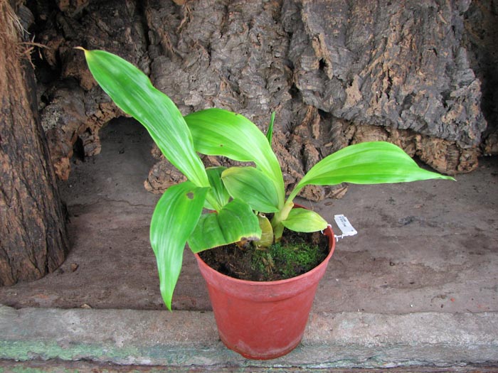 Lycaste 'Alan Salman' x Anguloa clowesii.jpg