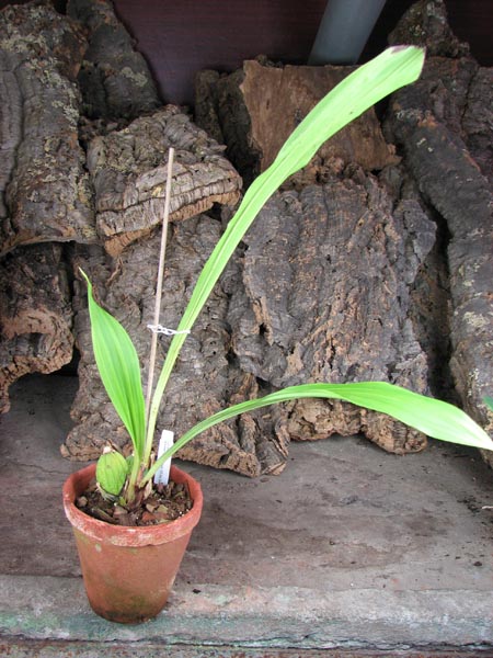 Lycaste skinneri alba x Lycaste Chita Sunset.jpg