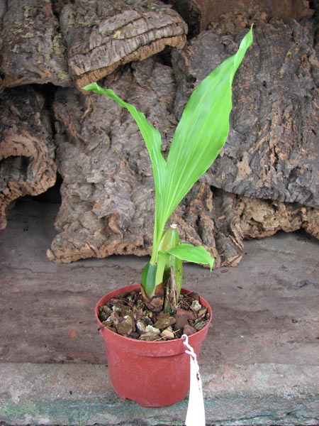 Anguloa clowesii x Lycaste macrophylla.jpg