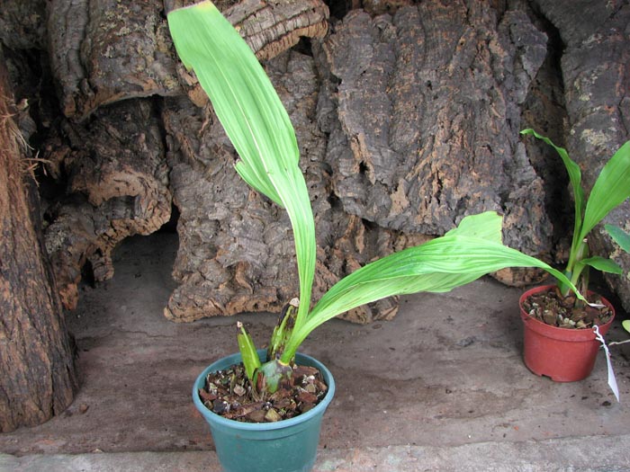 Angulocaste 'Suprice'.jpg