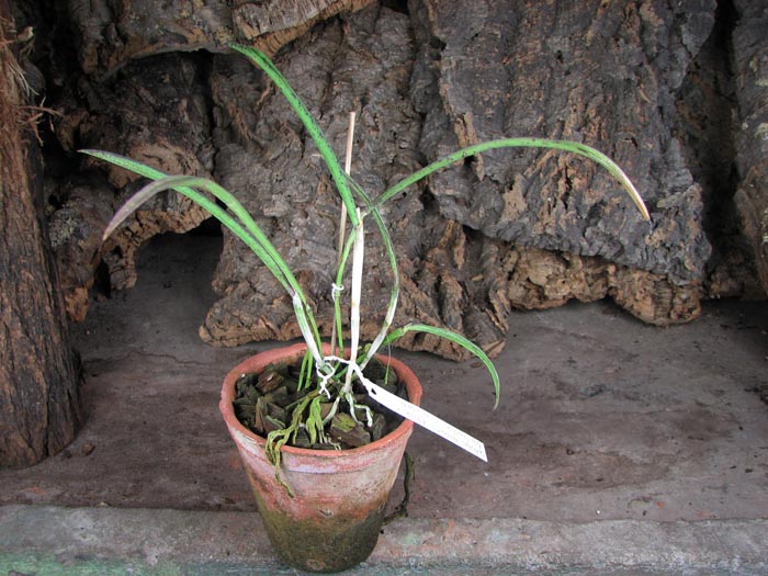 Cattleya guttata albina x Brassavola tuberculata.jpg