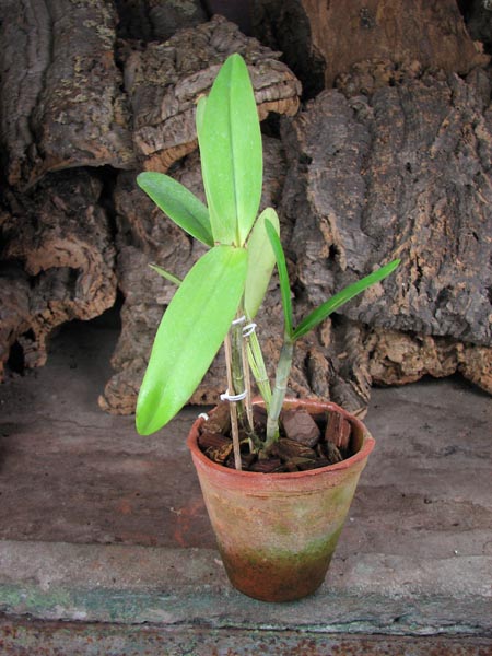 Cattleya harrisoniana alba 'Maraja' x Cattleya harrisoniana trilabelo.jpg
