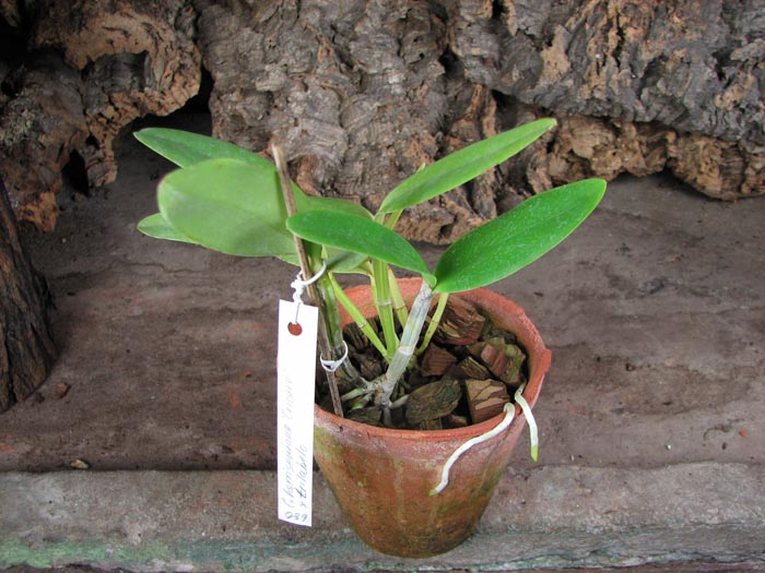 Cattleya harrisoniana 'Cricare' (Z-103) x Cattleya harrisoniana trilabelo.jpg