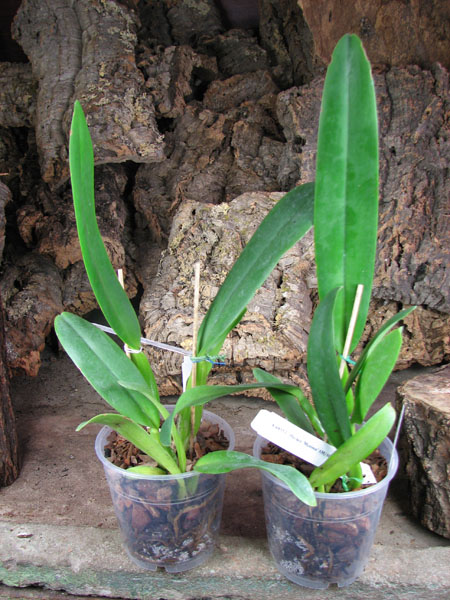 Cattleya Horace 'Maxima'.jpg