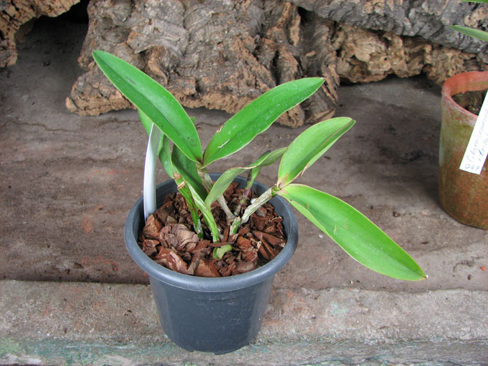 Cattleya Hsinying Cognac 'Thai Spots'.jpg