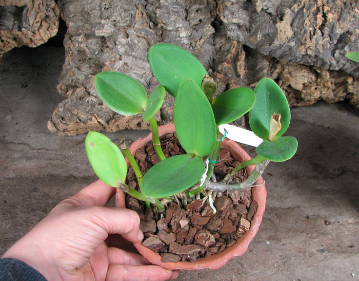 Cattleya intermedia amethystina.jpg
