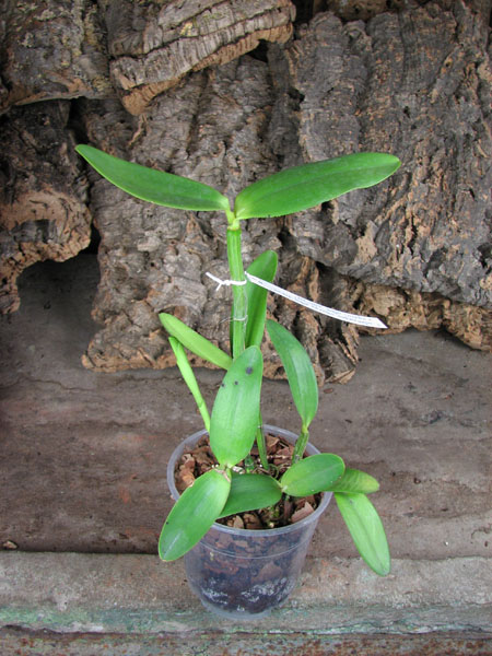 Cattleya intermedia aquini alba 'Neve' x Cattleya intermedia aquini alba 'Sublime'.jpg