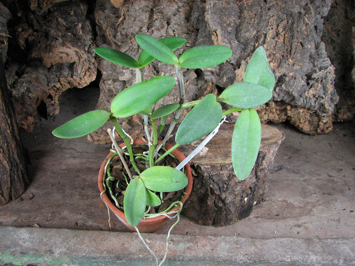 Cattleya intermedia aquini rosea-concolor XXX x Cattleya intermedia aquini alba 'Superba' XXX.jpg