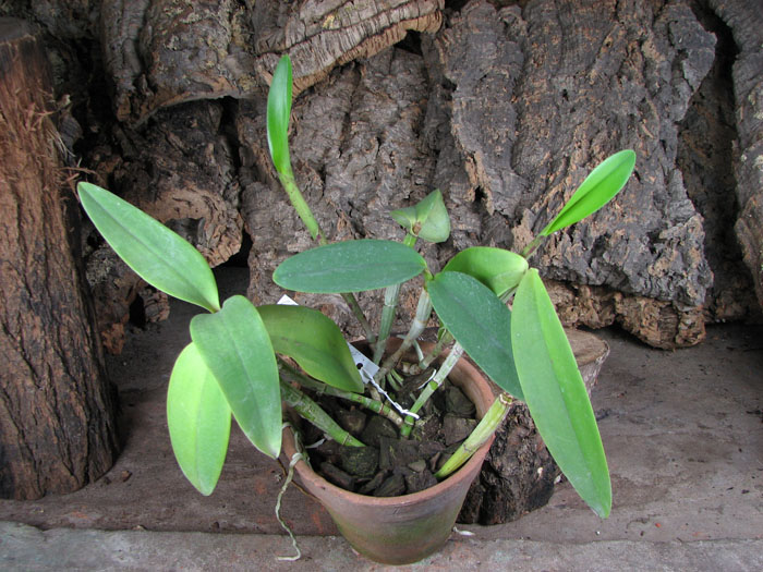Cattleya intermedia aquinii x Cattleya walkeriana.jpg