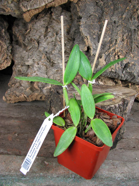 Cattleya intermedia aquini vinicolor 'Formosa' x Cattleya intermedia aquini vinicolor 'Condor'.jpg