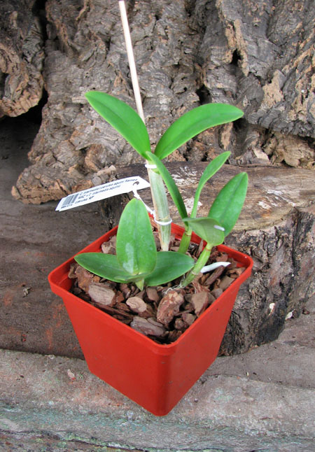 Cattleya intermedia coerulea aquini flamea 'AWZ' x Cattleya intermedia aquinii coerulea 'AP'.jpg