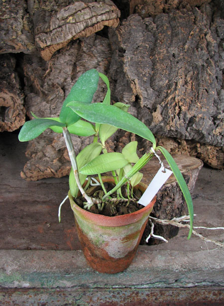 Cattleya intermedia flamea coerulea 'Blue Rapsody' x Cattleya intermedia alba XXX (SAN 775).jpg