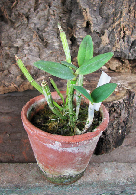 Cattleya intermedia flamea.jpg